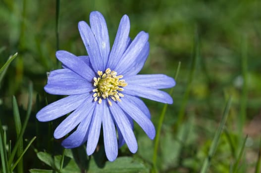 blue wood anemone - anemone