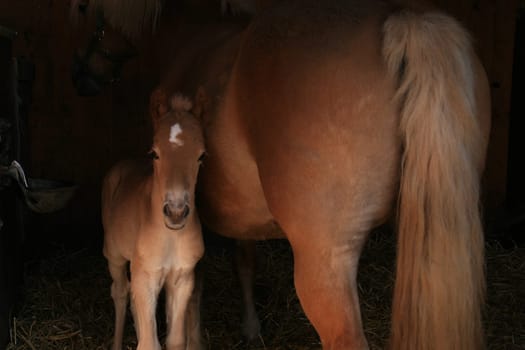 Young Haflinger foal
