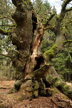 In the Reinhardswald