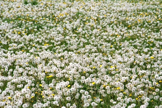 Dandelion Field -1-