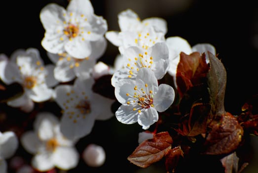 Spring is here