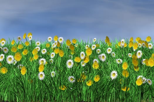 Flower meadow