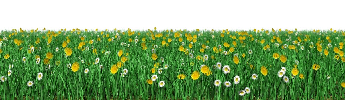 Blooming Meadow - Isolated