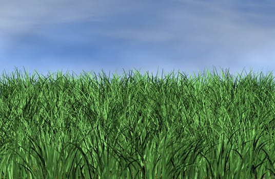 green meadow