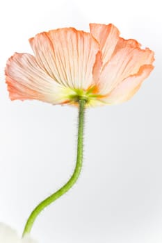 Poppy Blossom Macro Flower