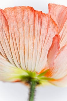 Poppy Blossom Macro Flower