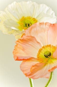 Poppy Blossom Macro Flower