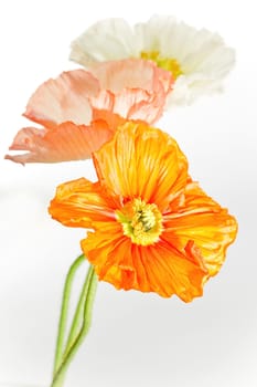 Poppy Blossom Macro Flower