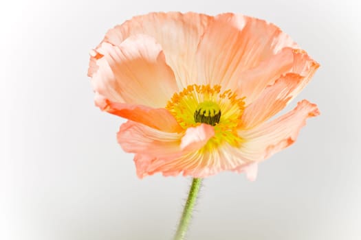Poppy Blossom Macro Flower