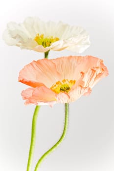 Poppy Blossom Macro Flowers