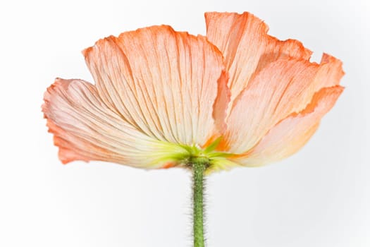 Poppy Blossom Macro Flower