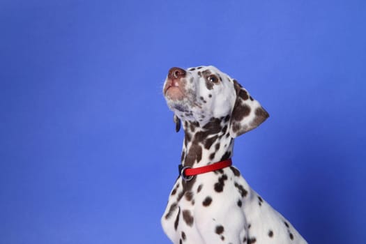Dalmatian