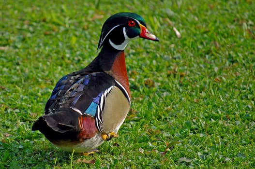 Mantarian Ducks