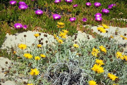 Sea of Flowers