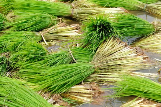 Paddy field