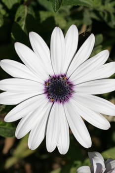 Cape basket white