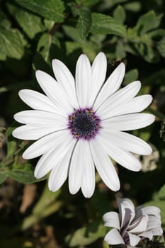 Cape basket blossom
