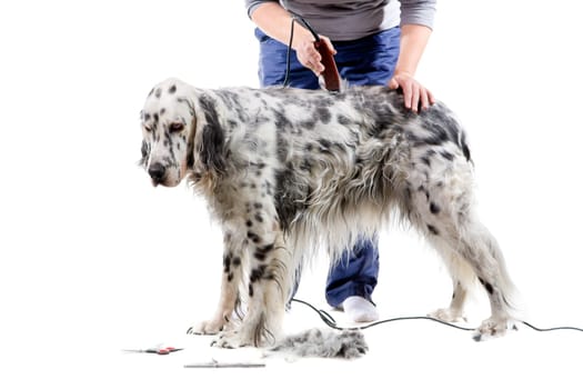 Dog grooming
