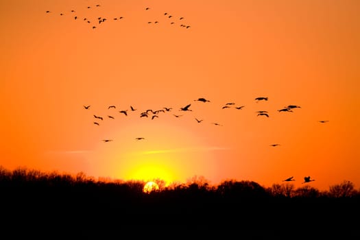 Migration
