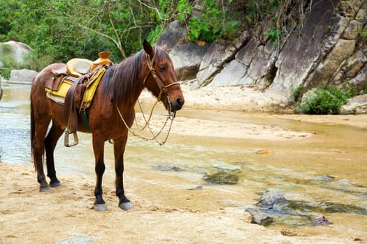 Mule