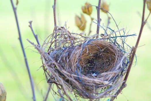 Empty nest