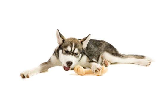 Puppy with the bone