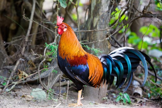 Rooster