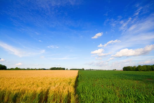 Wheat and corn