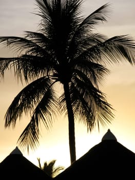 Silhouette of a palm tree over thatched roofs
