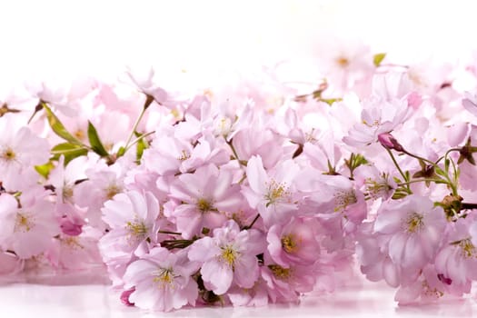 Spring Flowers wd663
