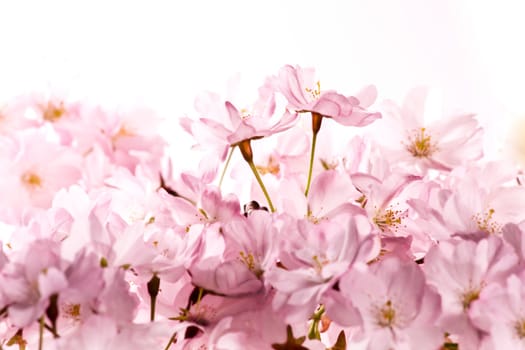 Spring Flowers wd665