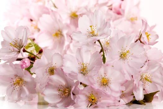 Spring Flowers wd668