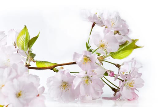 Spring Flowers wd666