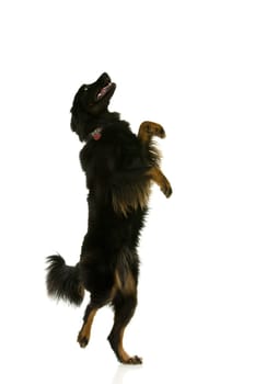 Dancing dog
