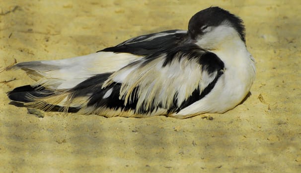 avocet