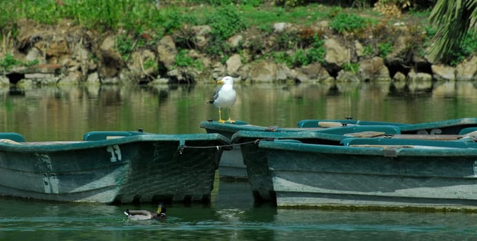 The Seagull