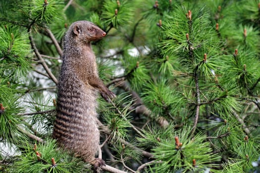 Zebra mongoose