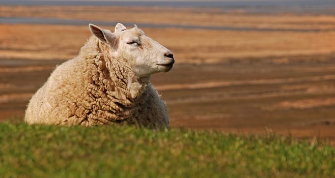sheep
