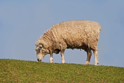 sheep