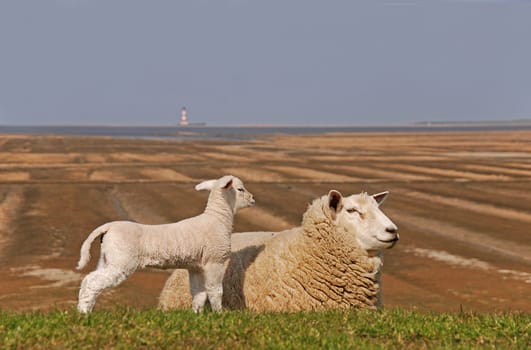 sheep