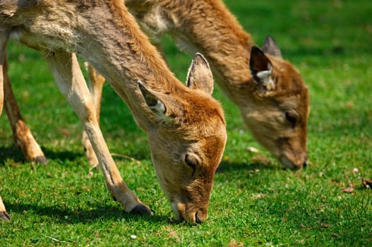 grazing fallow does