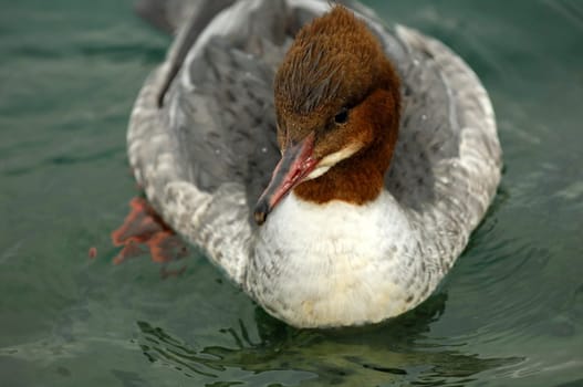 Goosander,Female
