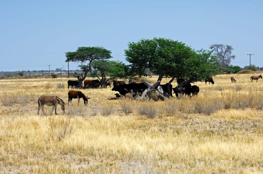 Cattle seek shade under acacia trees in the central Kalahari Desert,Botsw