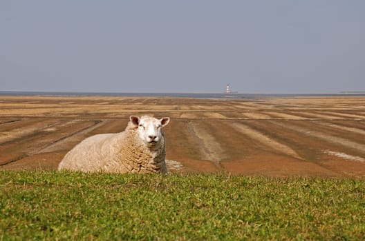 sheep