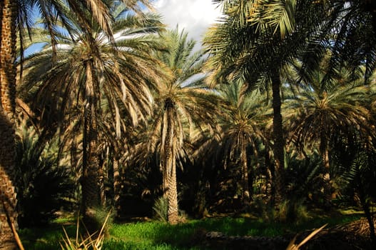 Plantation of date palms,Oman