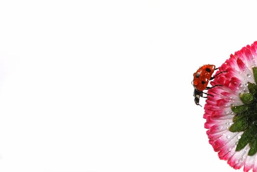 Ladybird