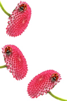 Ladybird