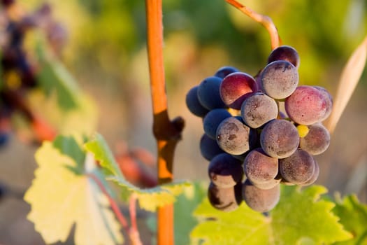 Chianti Grape