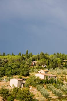 Olive grove with house