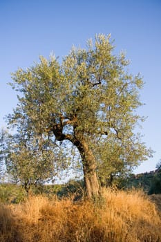 Olive tree